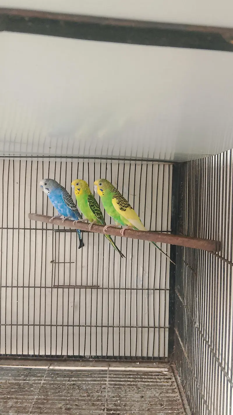 Fellow king size Budgie's White java — photo 6