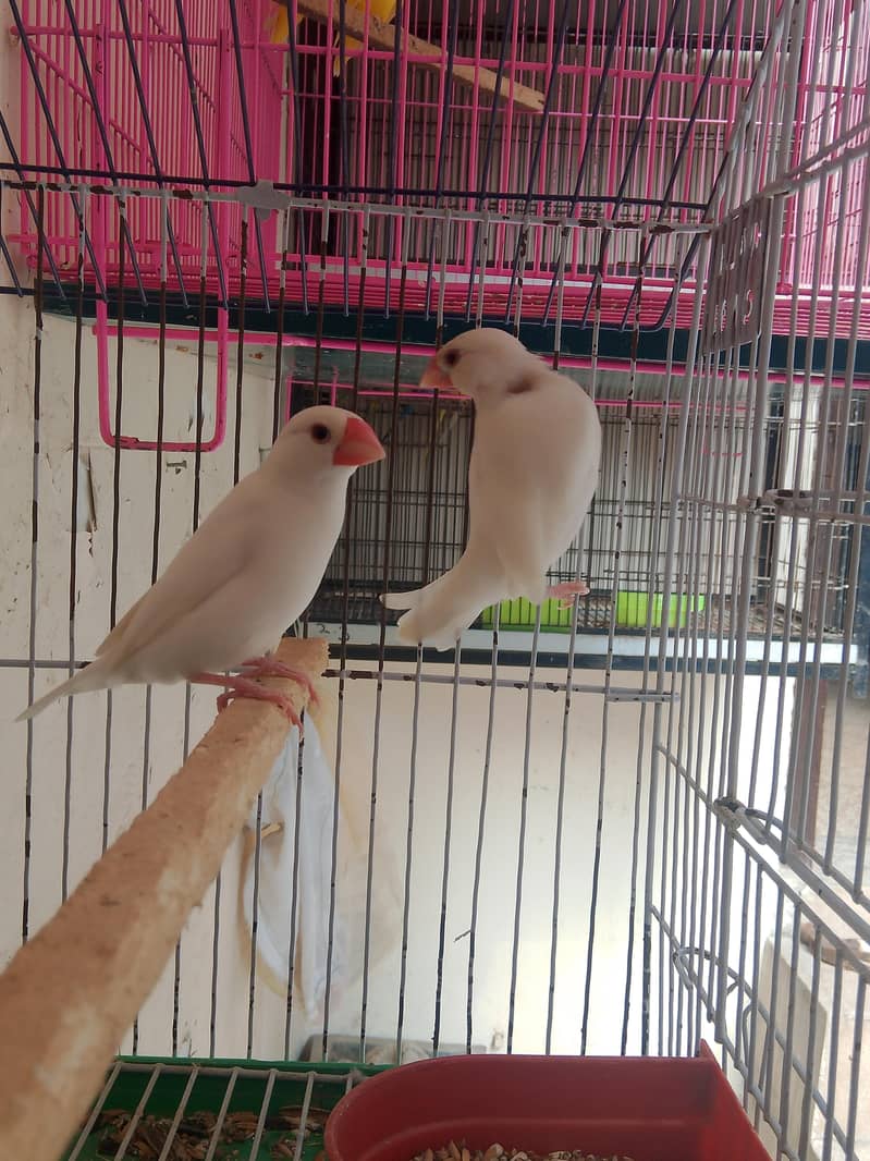 Fellow king size Budgie's White java 7