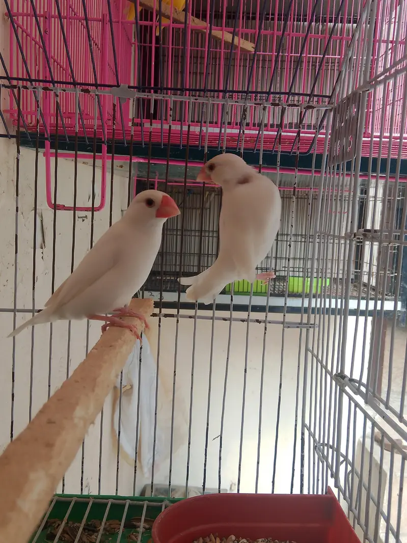 Fellow king size Budgie's White java — photo 8
