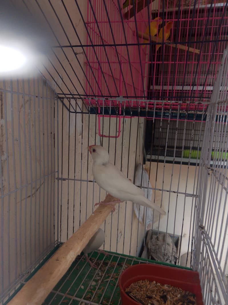 Fellow king size Budgie's White java 8