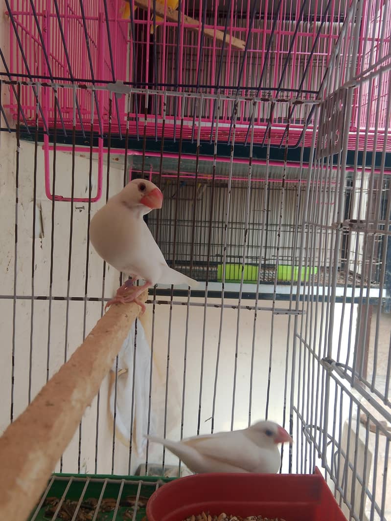Fellow king size Budgie's White java 9