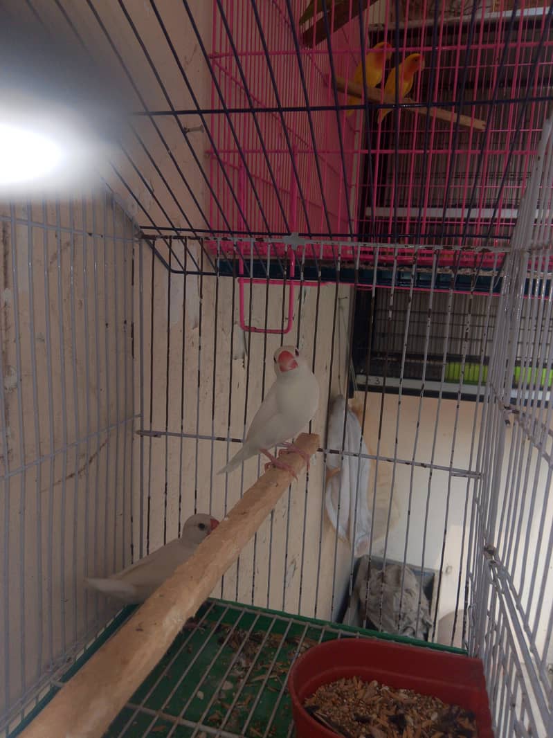 Fellow king size Budgie's White java 10