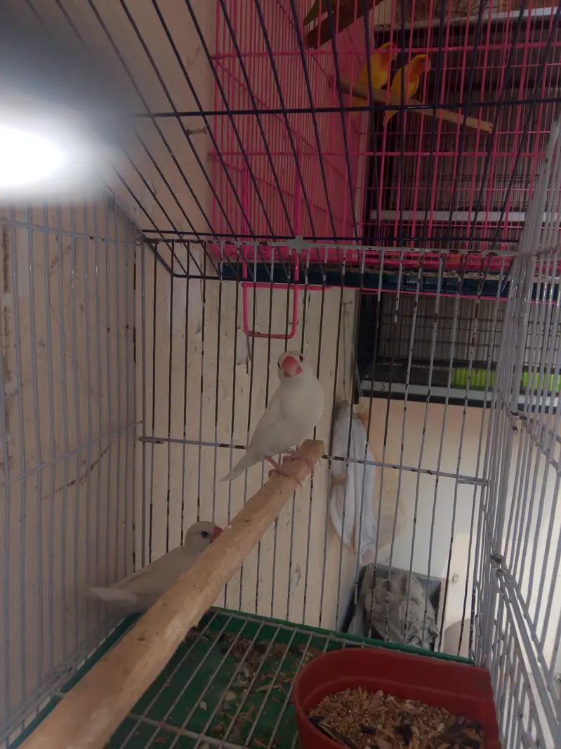 Fellow king size Budgie's White java — photo 11