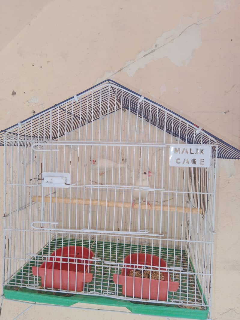 Fellow king size Budgie's White java 11