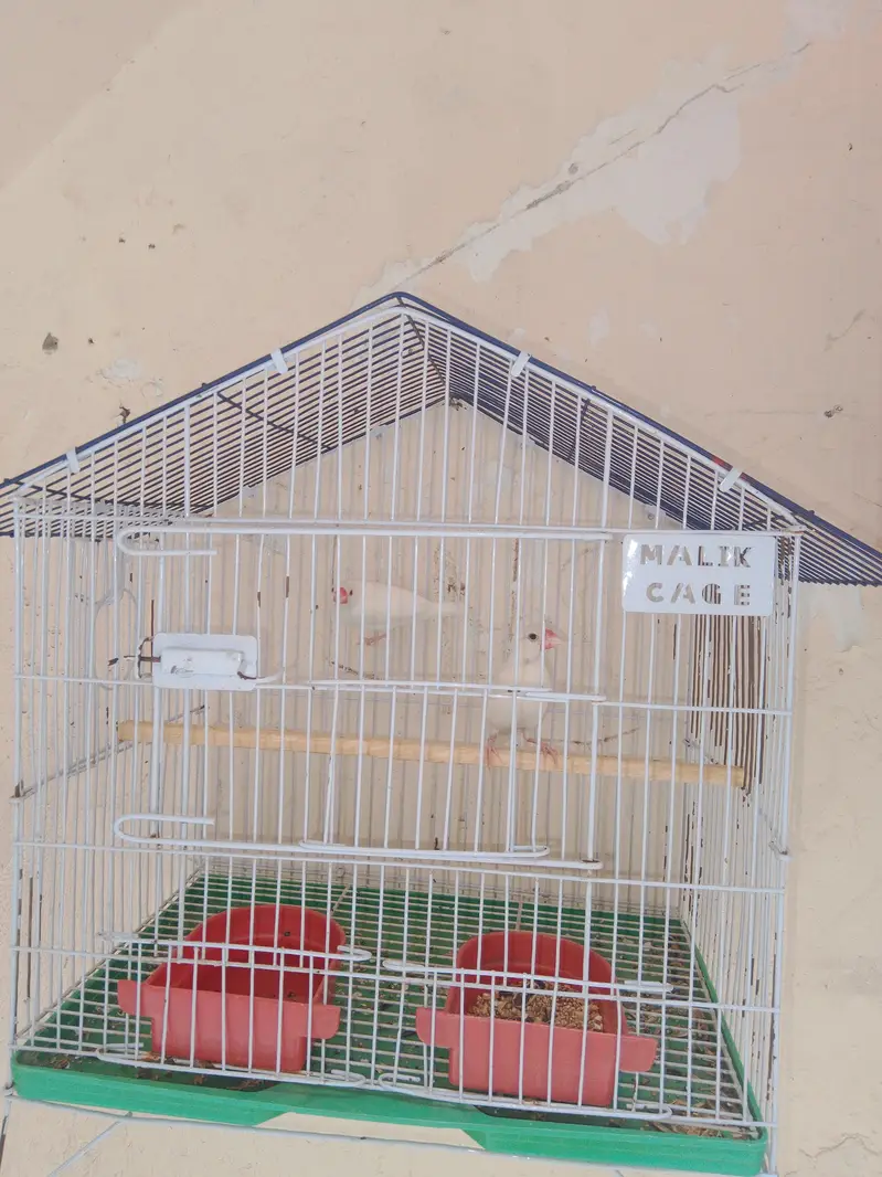 Fellow king size Budgie's White java — photo 12