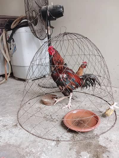 Aseel Or Desi Murgha or murghi for sale