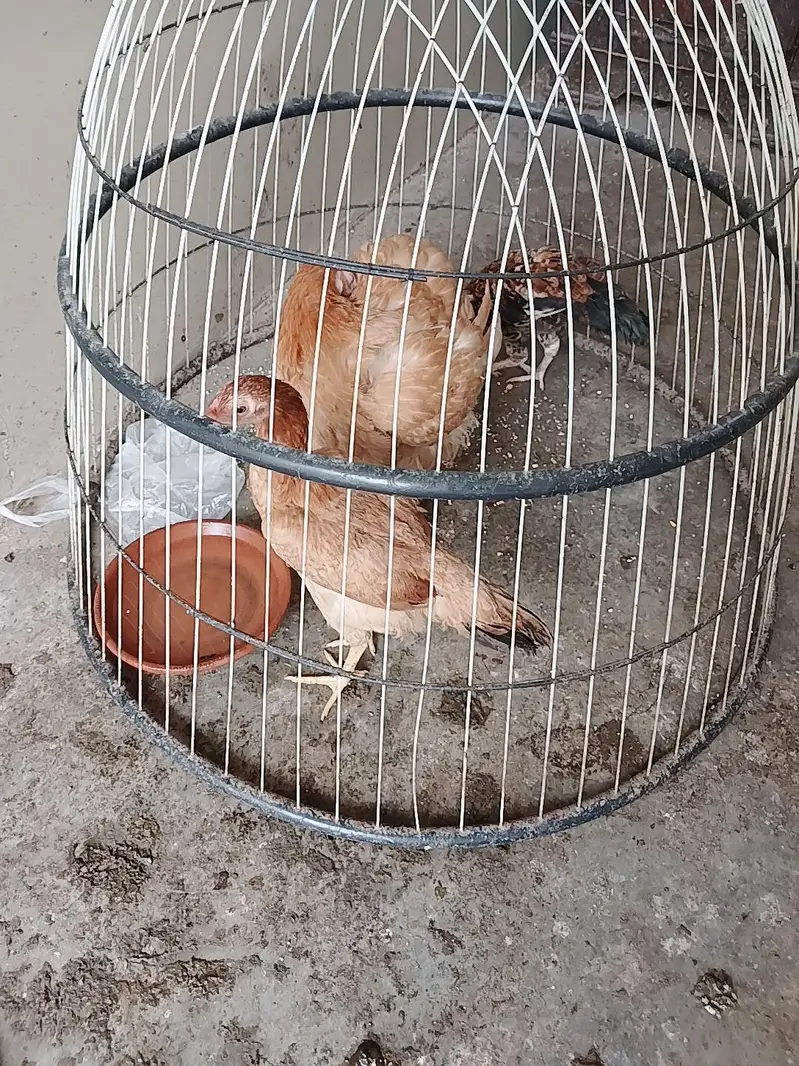 Aseel Or Desi Murgha or murghi for sale — photo 4