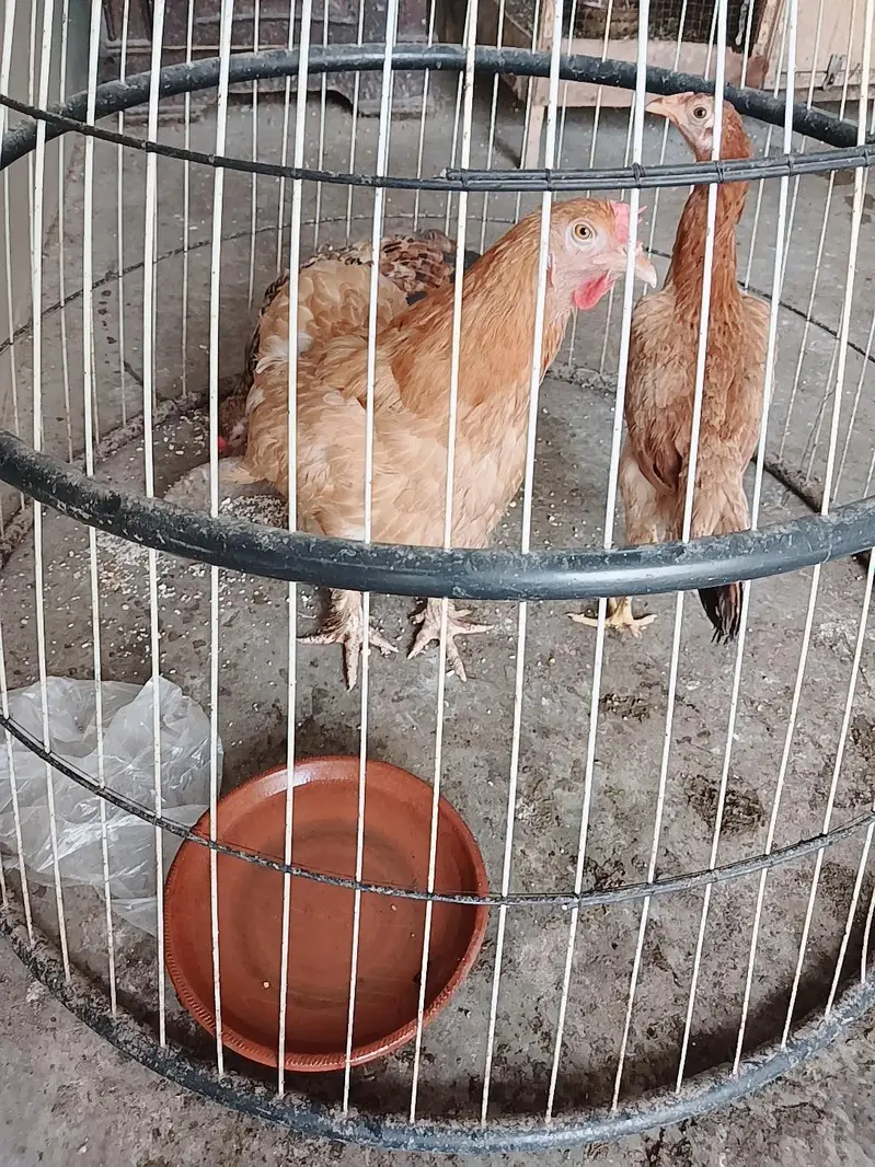 Aseel Or Desi Murgha or murghi for sale — photo 5