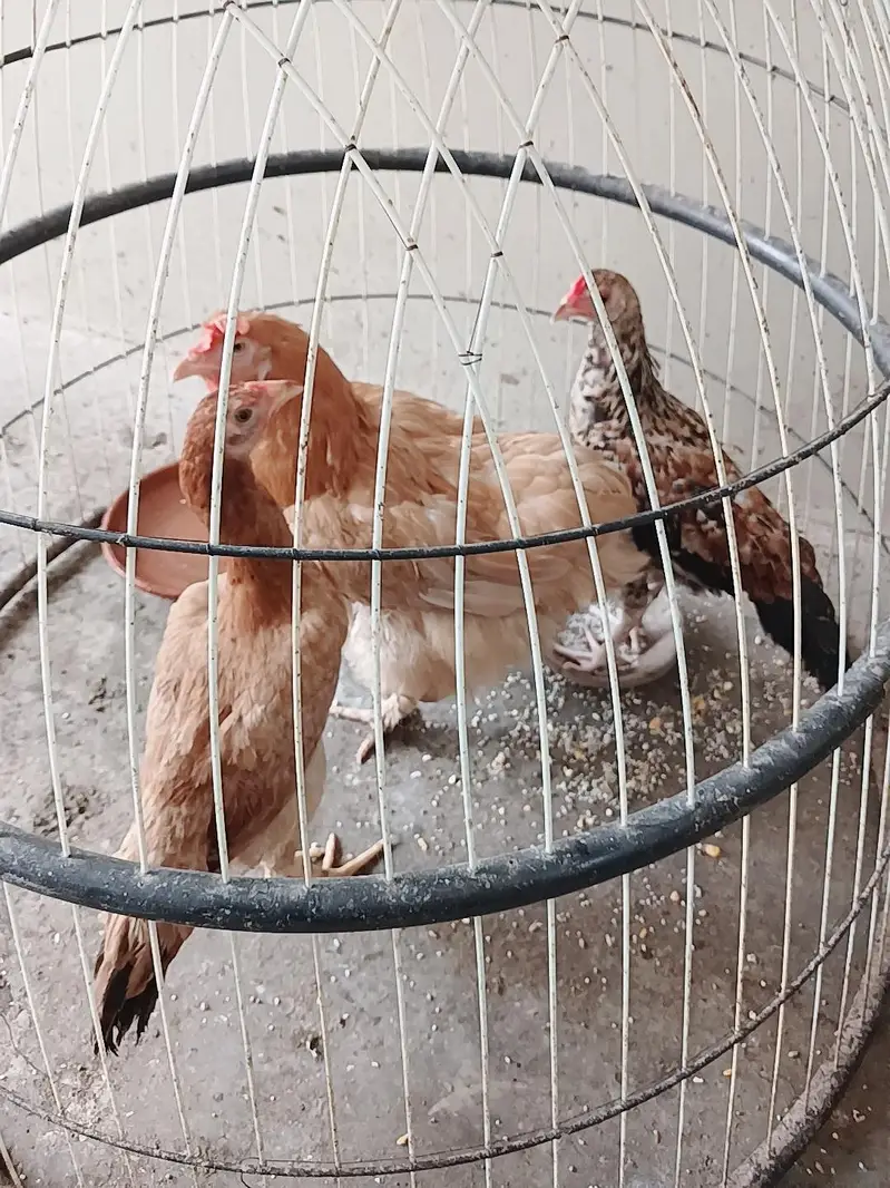 Aseel Or Desi Murgha or murghi for sale — photo 6