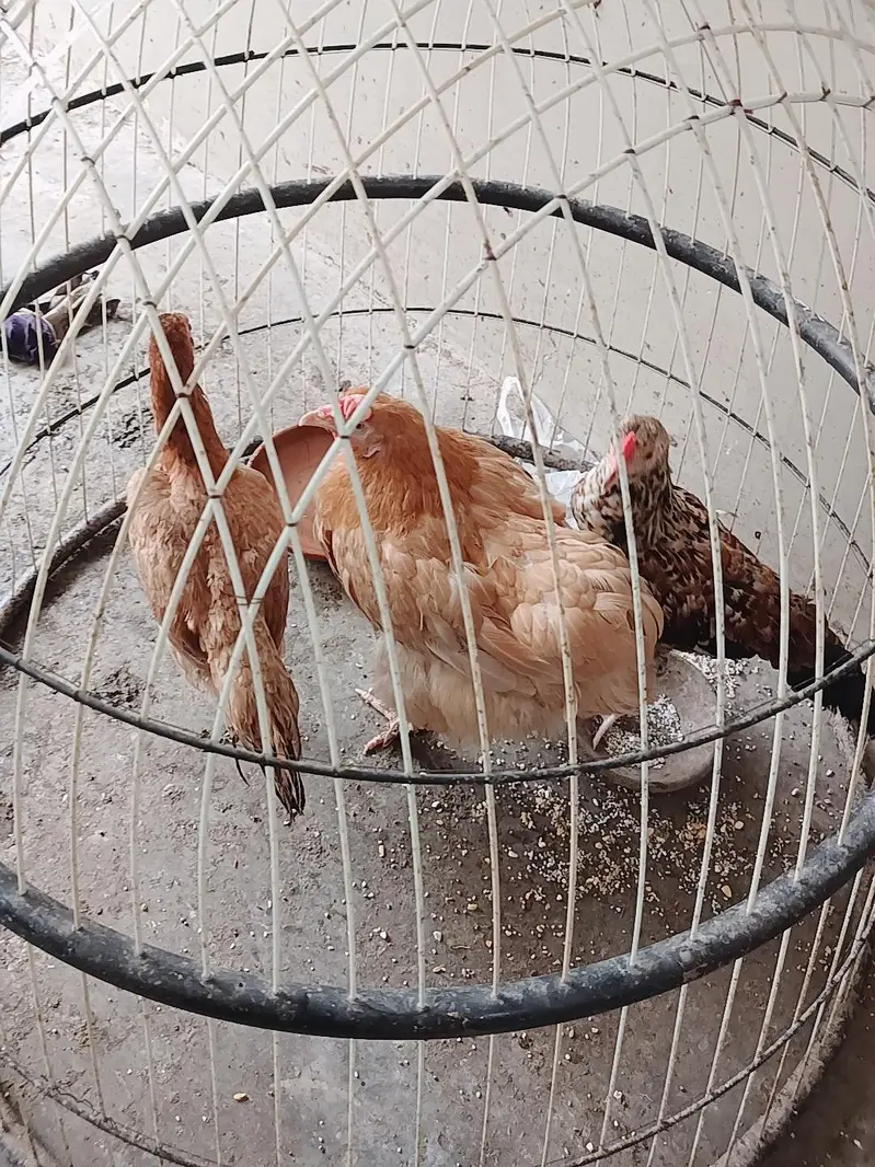 Aseel Or Desi Murgha or murghi for sale — photo 7
