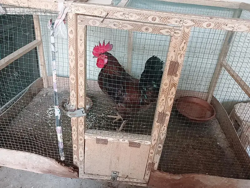 Aseel Or Desi Murgha or murghi for sale — photo 9