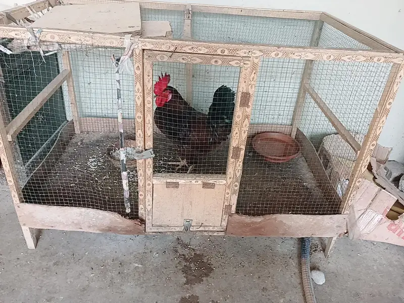 Aseel Or Desi Murgha or murghi for sale — photo 10