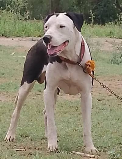 bully dog aje 15 month full fatar 27 inch available for sale