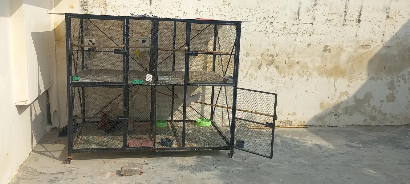 Best iron cage 2 portion — photo 2