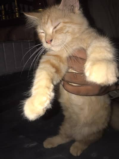 i want to sale my persian cat double coat