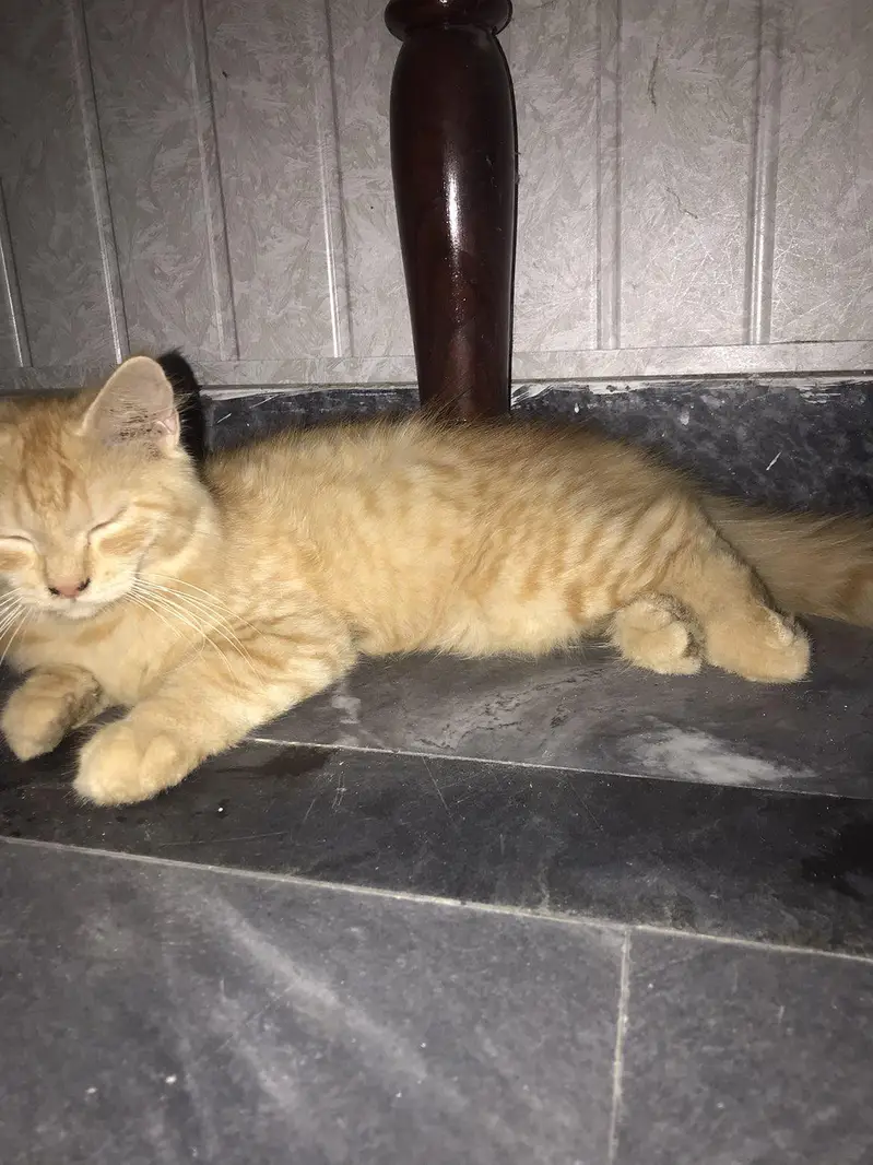 i want to sale my persian cat double coat — photo 2