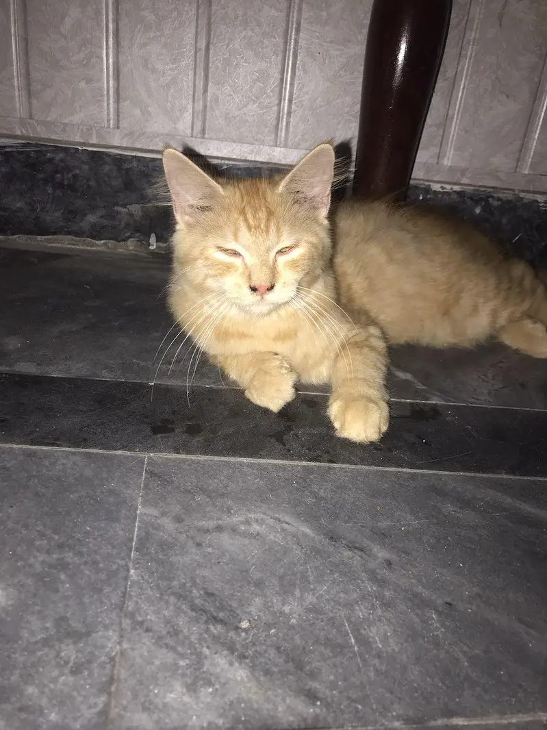 i want to sale my persian cat double coat — photo 4