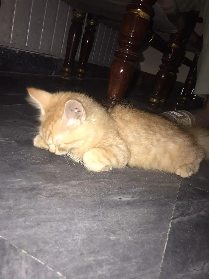 i want to sale my persian cat double coat — photo 5