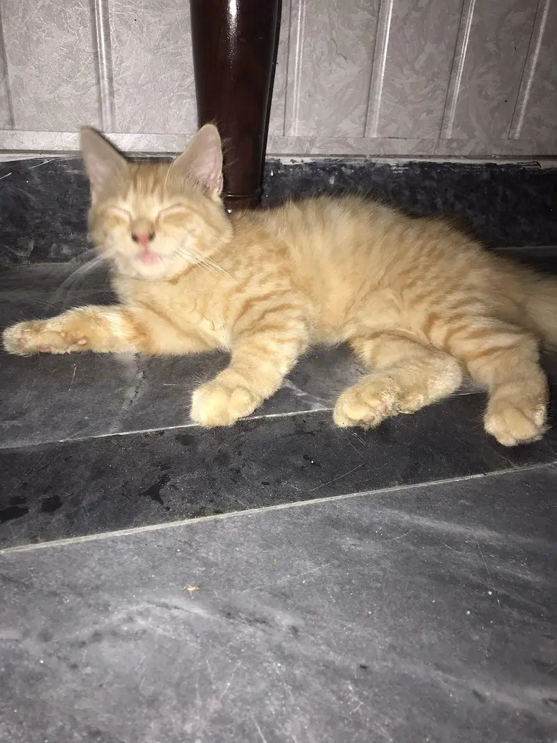 i want to sale my persian cat double coat — photo 6