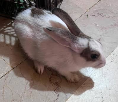 Rabbit