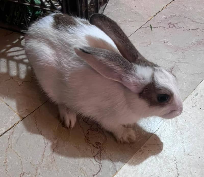 Rabbit 0