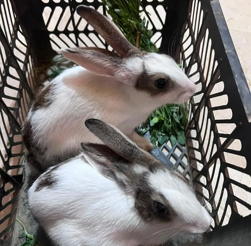 Rabbit — photo 2