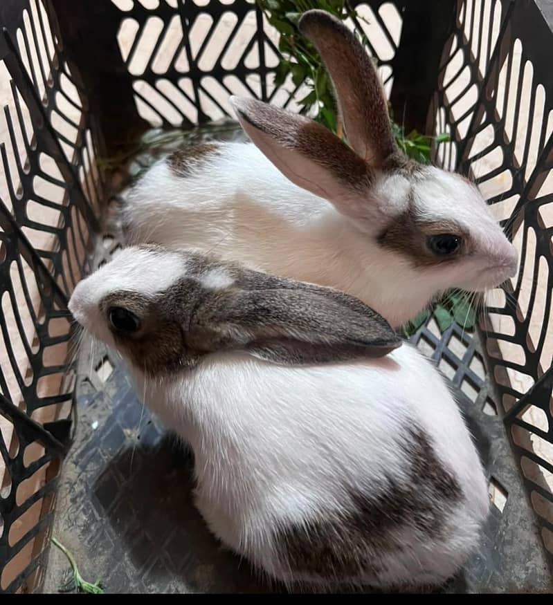 Rabbit 2