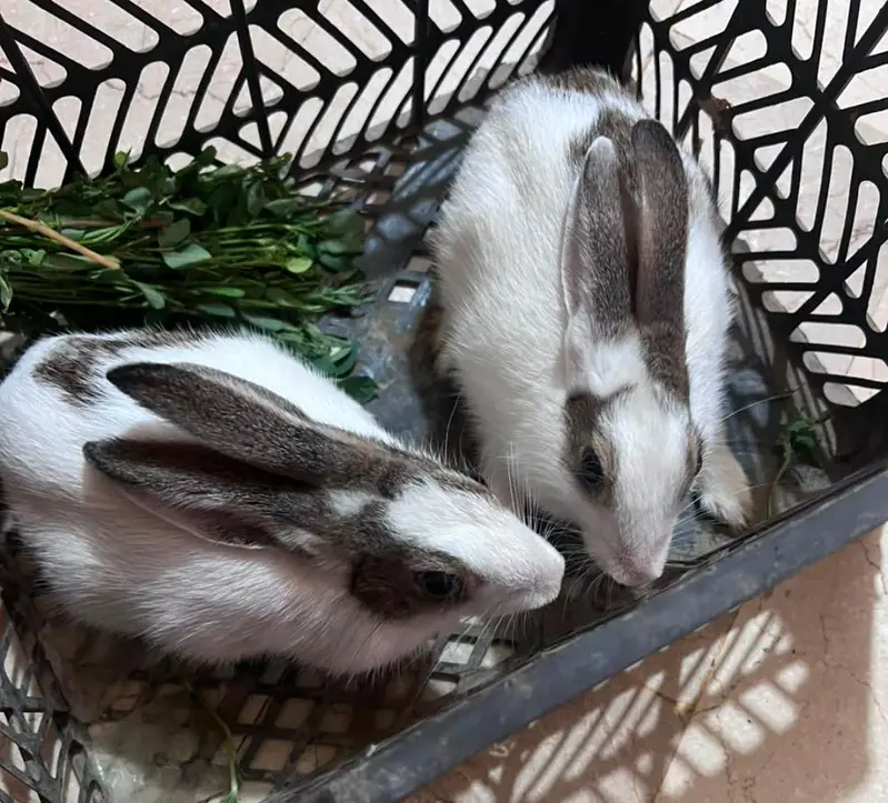 Rabbit — photo 4