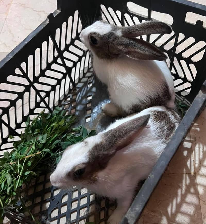 Rabbit 4