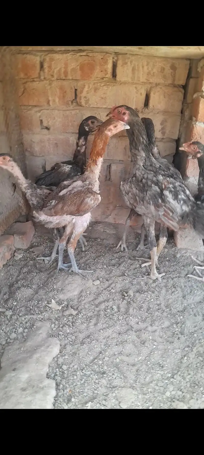 pakistan ni Aseel — photo 5