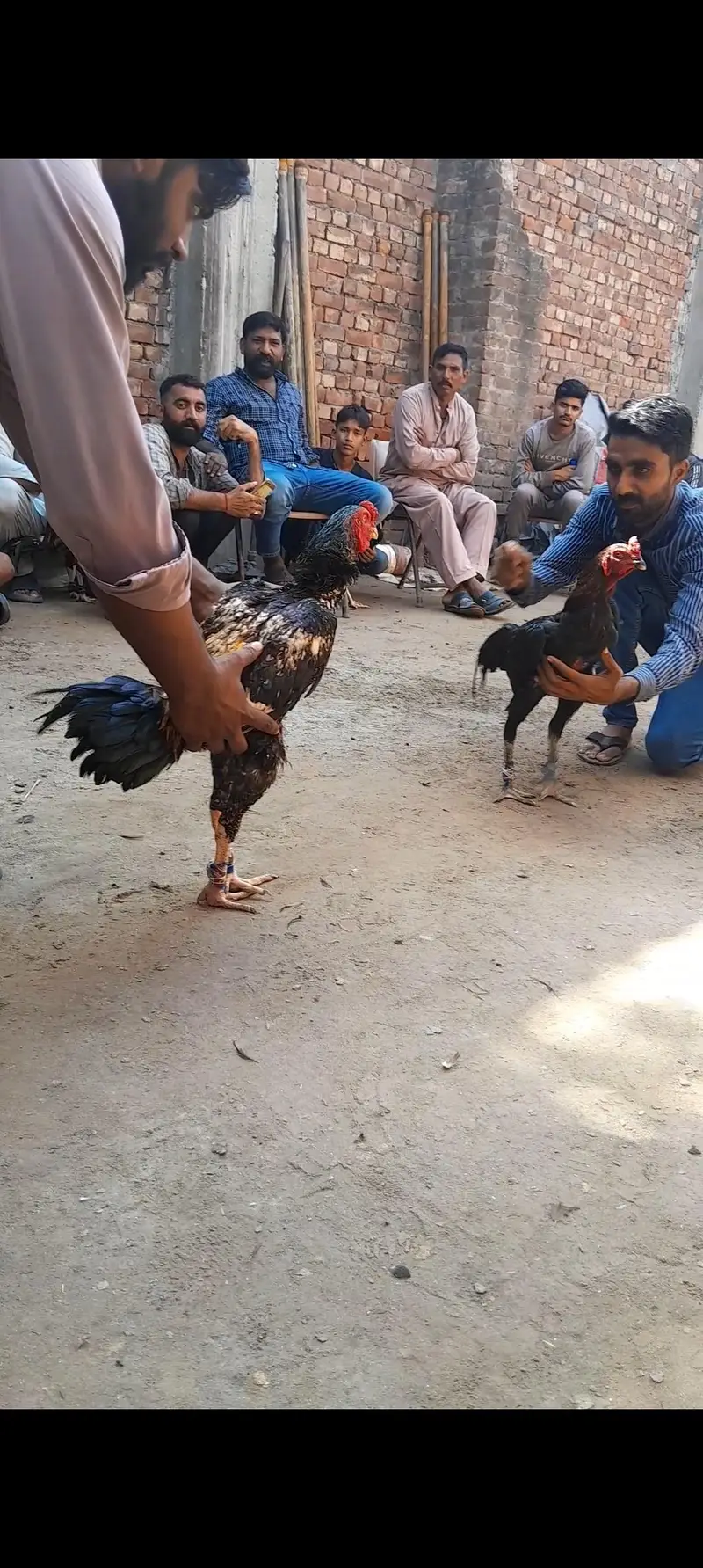 pakistan ni Aseel — photo 6