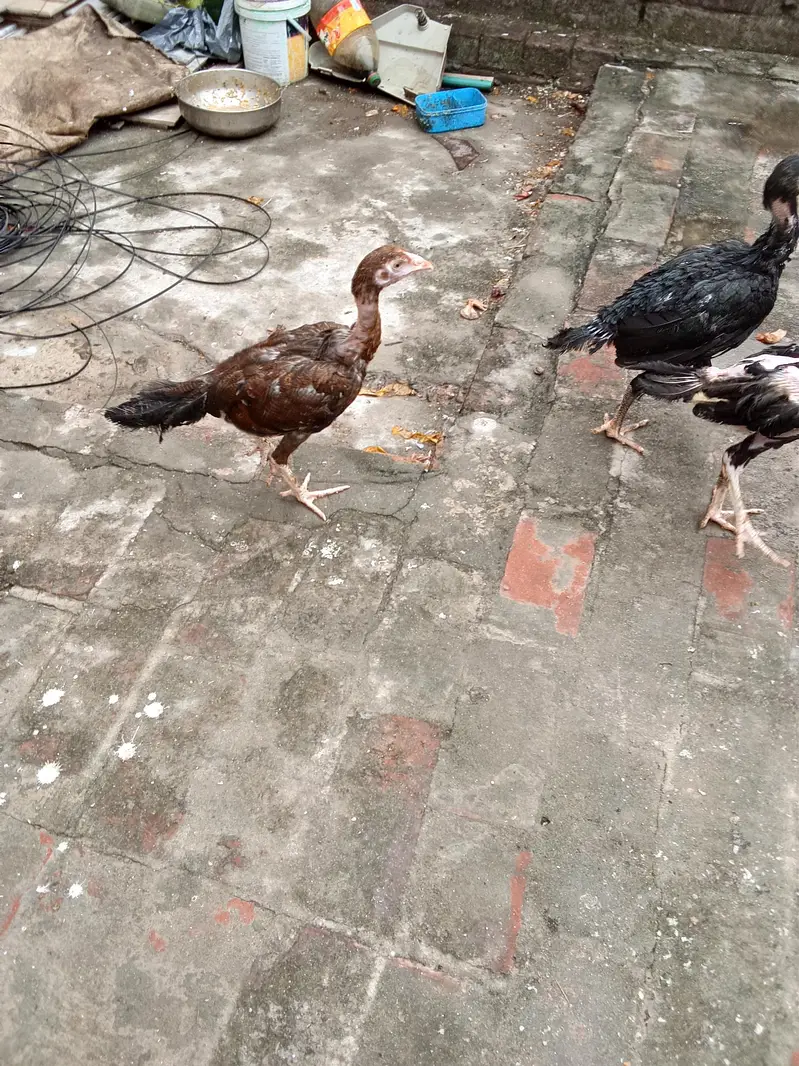 Aseel pathi | Aseel murgi — photo 2