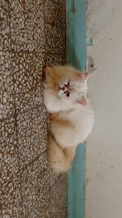 Adorable Male Cat Duo