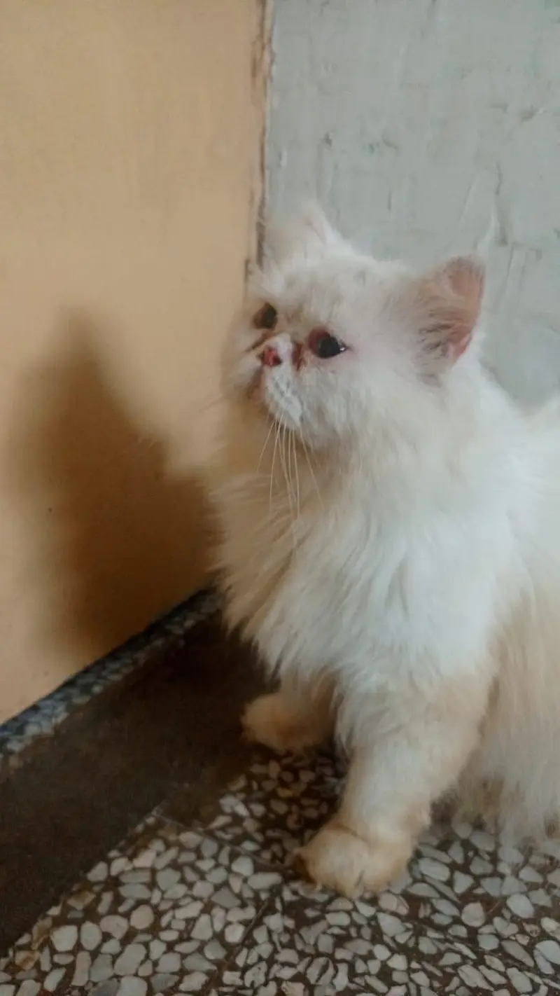 Adorable Male Cat Duo — photo 2