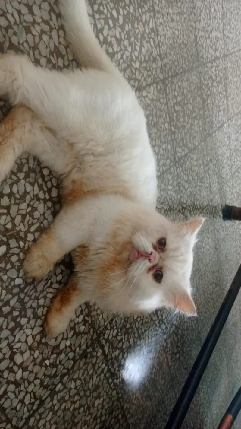 Adorable Male Cat Duo — photo 3