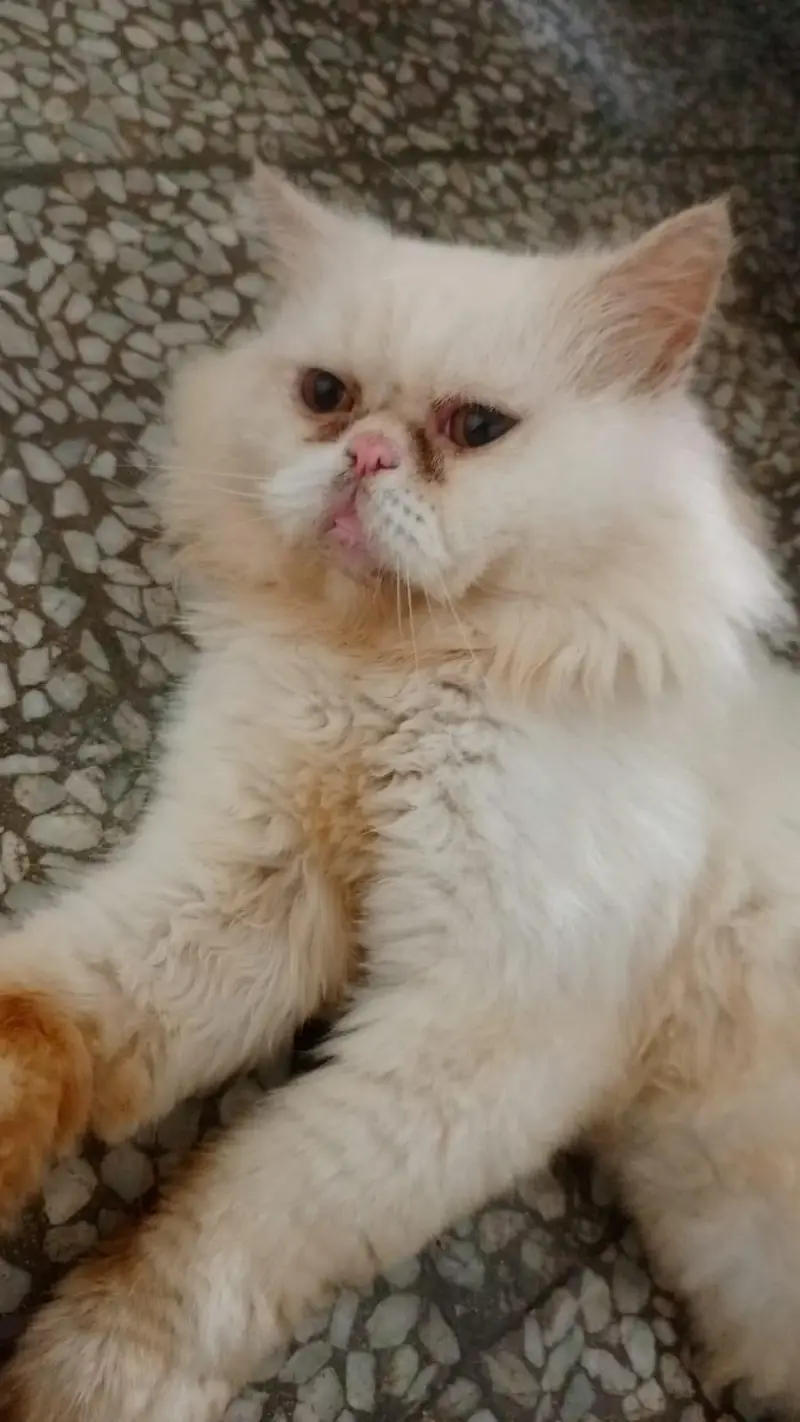 Adorable Male Cat Duo — photo 4