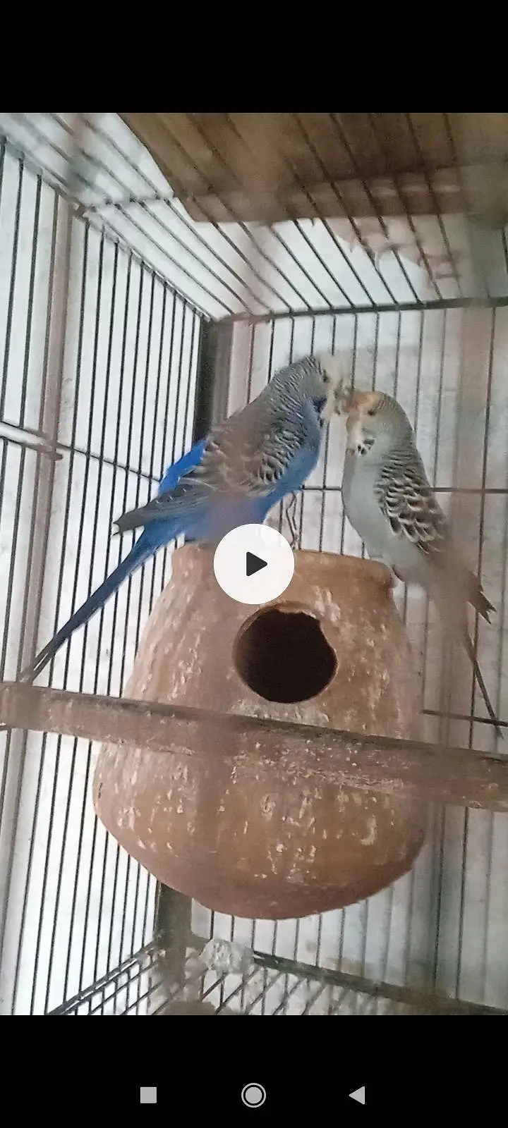 mashahall beautiful pairs — photo 4