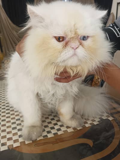 Healthy playful CAT for sale