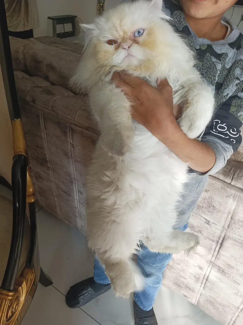 Healthy playful CAT for sale — photo 2