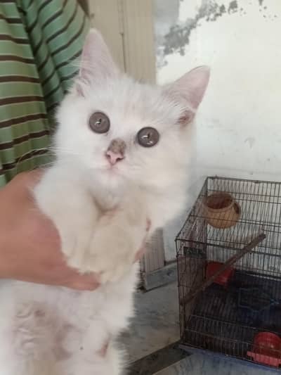 Persian cat