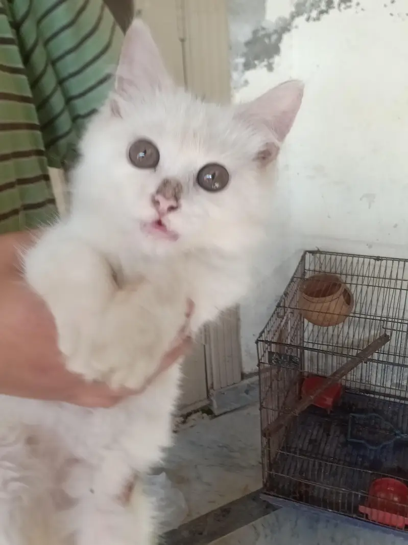 Persian cat — photo 2