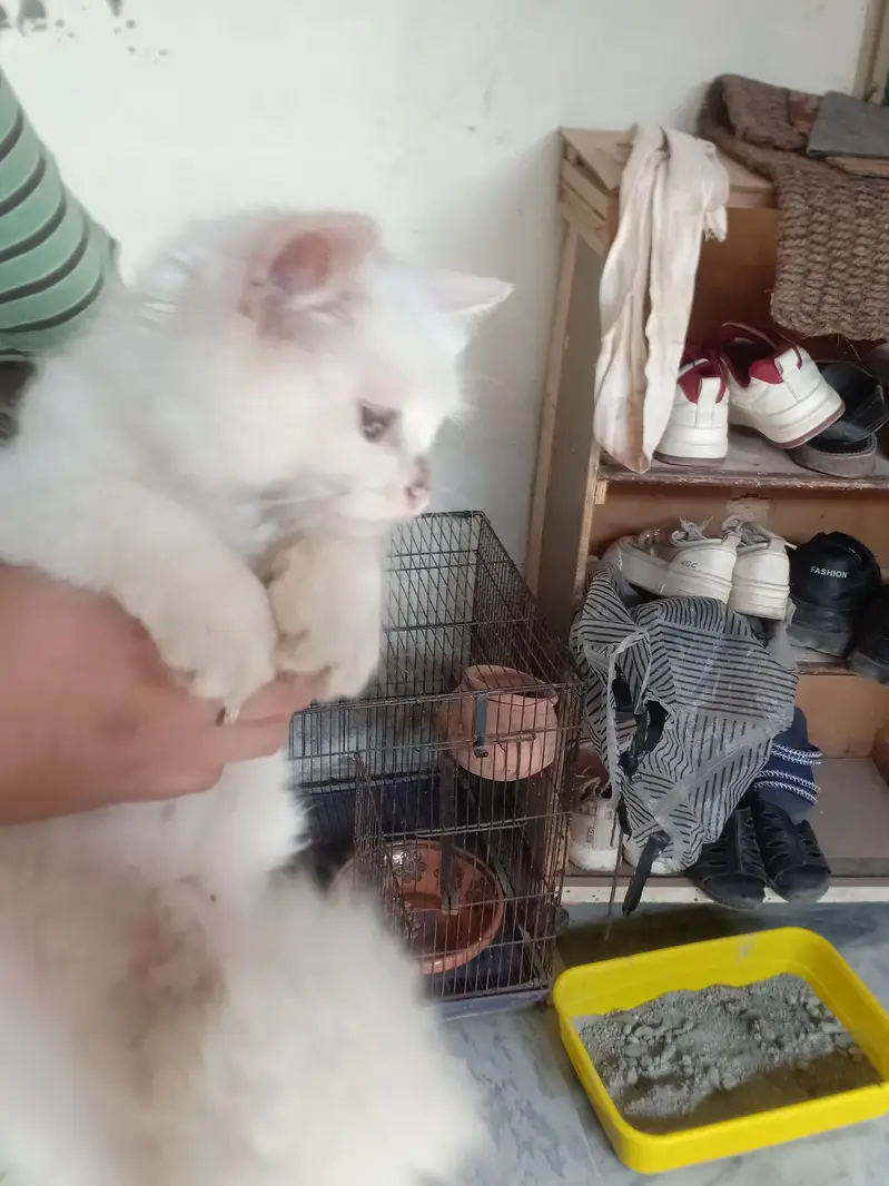 Persian cat — photo 3