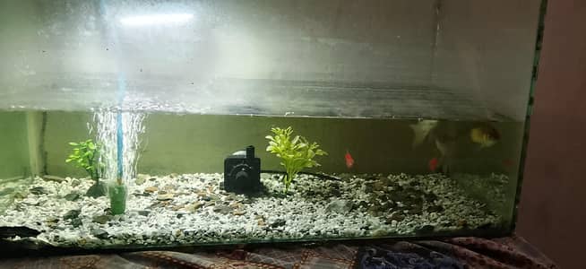 aquarium for sale 3 goldfish 2 tetra fish pink color aik filter pump