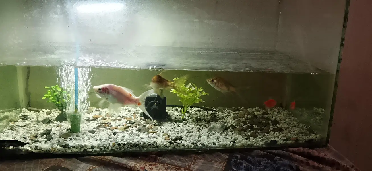 aquarium for sale 3 goldfish 2 tetra fish pink color aik filter pump — photo 2