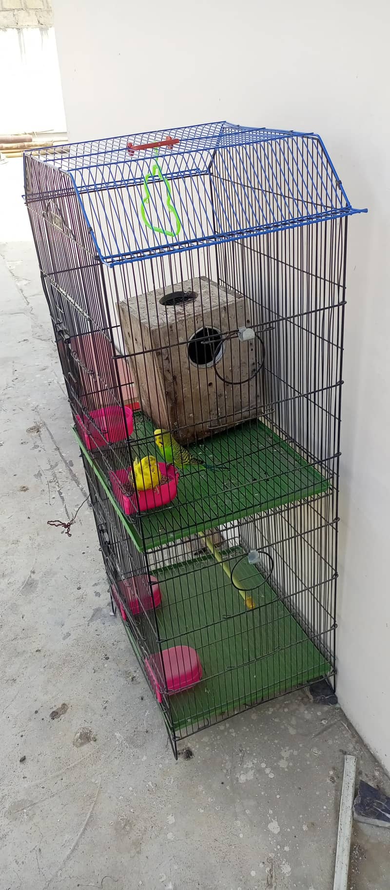 Master Cage + 1 pair budgie 1