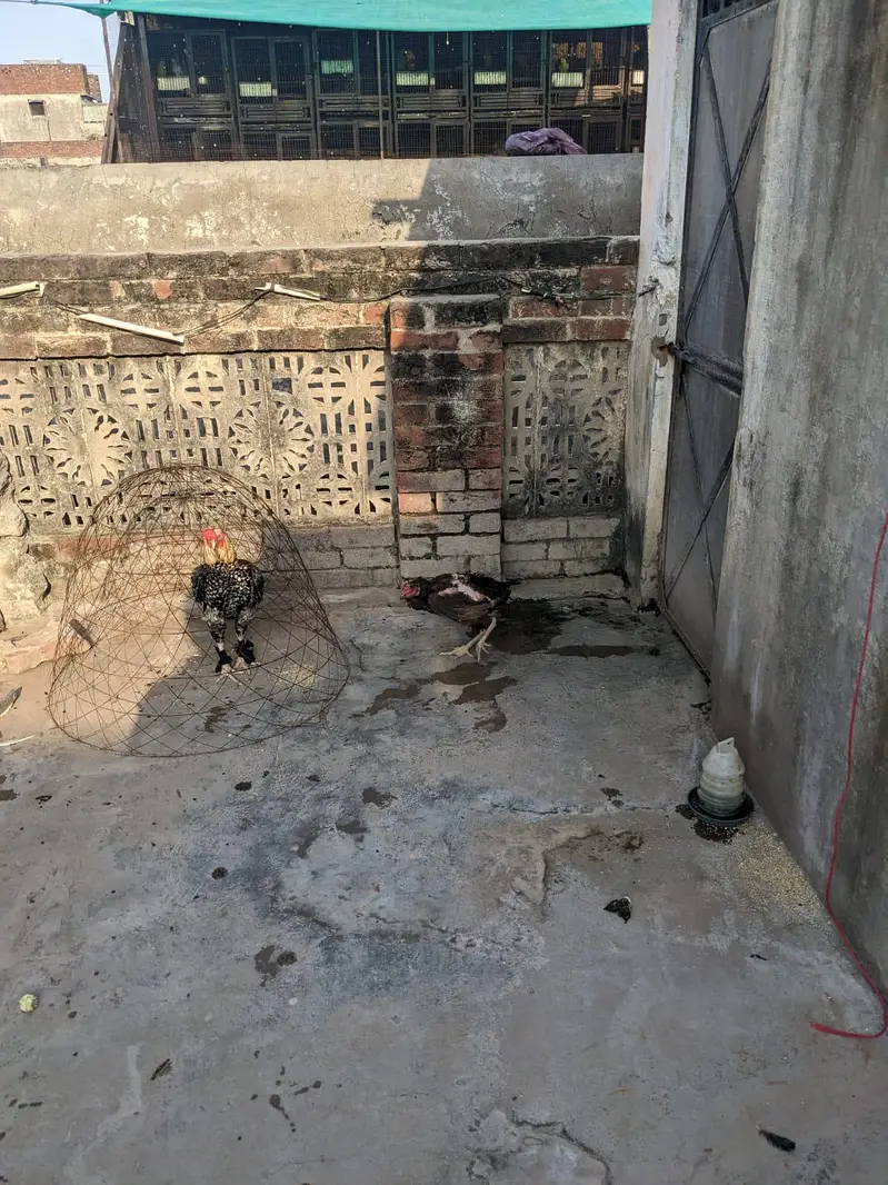aseel murga and kurk murgi — photo 4