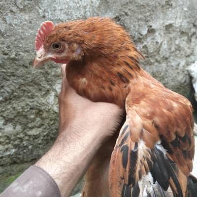 Hens scaler