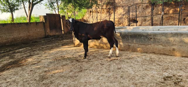 brahman