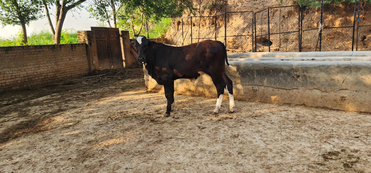 brahman 0