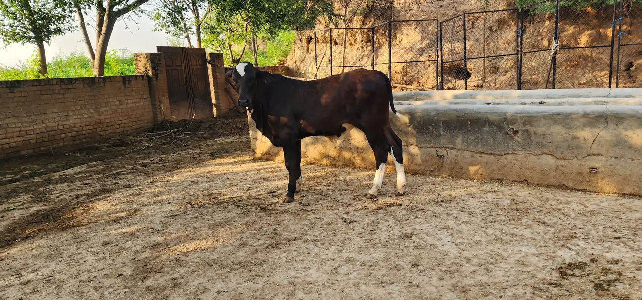 brahman